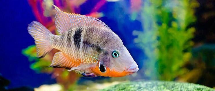 冰龍魚在生態系統中的數量如何控制？（冰龍魚數量控制需綜合生態學原理與動態學原理與動態管理）