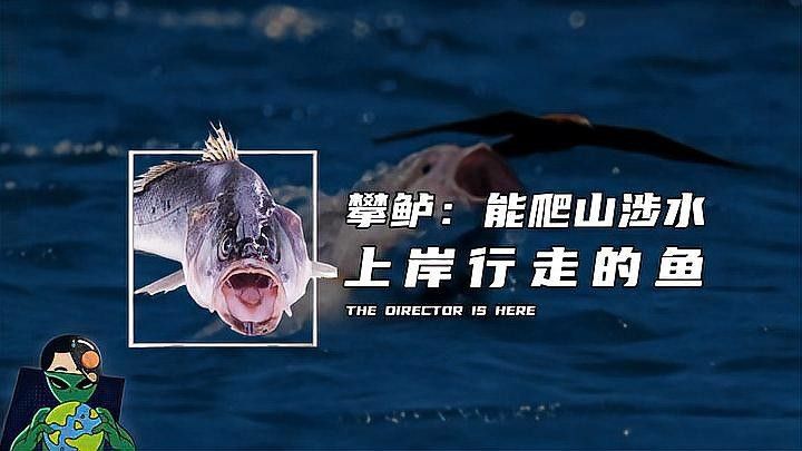 冰龍魚在生態系統中的數量如何控制？（冰龍魚數量控制需綜合生態學原理與動態學原理與動態管理）