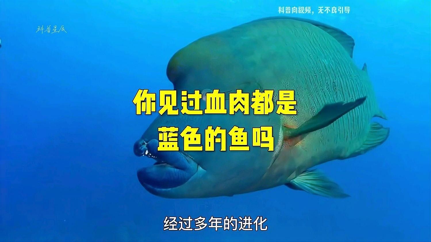 冰龍魚在生態系統中的數量如何控制？（冰龍魚數量控制需綜合生態學原理與動態學原理與動態管理）