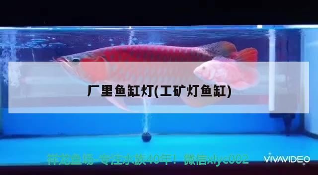 養兩條龍魚的寓意（養4條龍魚有什么寓意）（養4條龍魚有什么寓意，）