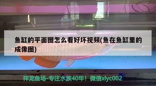 養兩條龍魚的寓意（養4條龍魚有什么寓意）（養4條龍魚有什么寓意，）