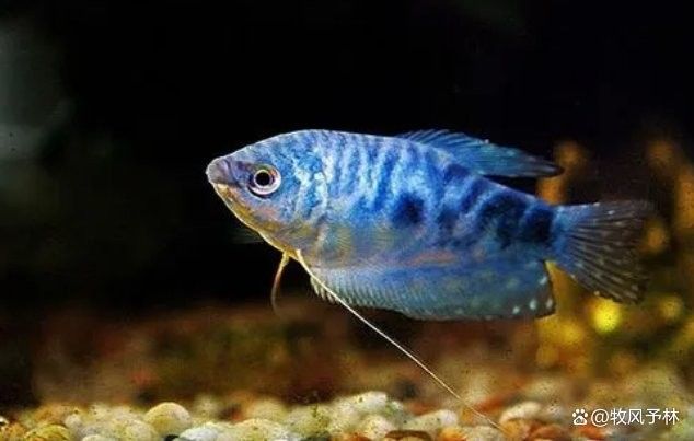 如何控制黃藍曼龍魚的繁殖（如何控制黃藍曼龍魚的繁殖方法，曼龍魚繁殖方法）