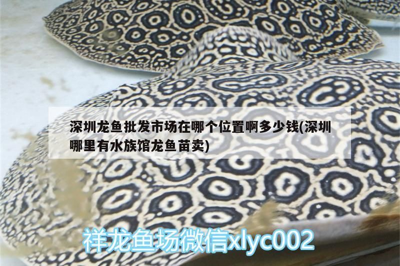 深圳龍魚批發市場在哪個位置啊多少錢(深圳哪里有水族館龍魚苗賣)（深圳龍魚批發市場在哪個位置啊）