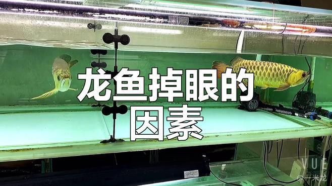 龍魚掉眼手術(shù)成功率高嗎（龍魚掉眼手術(shù)為什么這么貴為什么這么貴為什么這么貴）