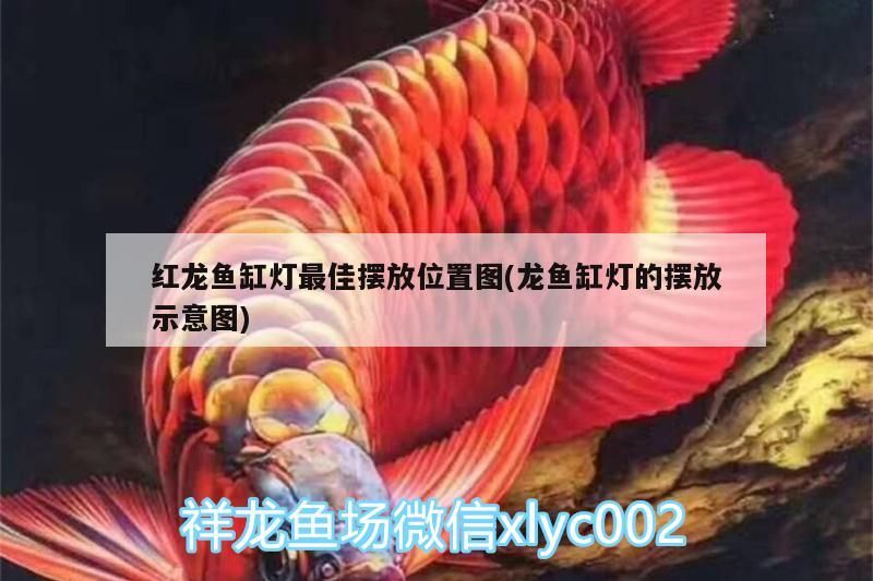 紅龍魚缸燈最佳擺放位置圖(龍魚缸燈的擺放示意圖)（紅龍魚缸燈最佳擺放位置圖）