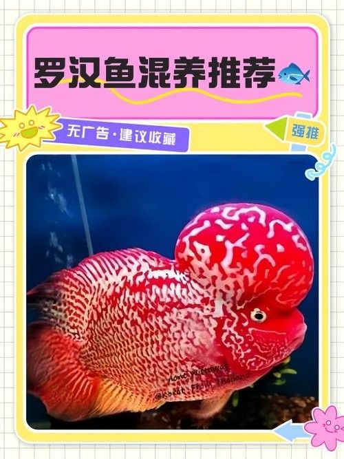 羅漢魚和龍魚混養需要多大的魚缸（養羅漢魚和龍魚混養對魚缸尺寸有較高要求以下因素） 羅漢魚和龍魚混養需要多大的魚缸（養羅漢魚和龍魚混養對魚缸尺寸有較高要求以下因素） 龍魚百科 第8張