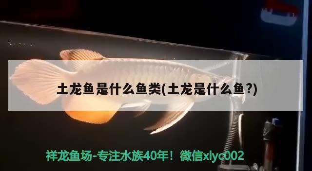 深入開展滬滇協作攜手推進昭通生豬養殖管理技術能力提升（上海市畜牧獸醫類專業技術人員赴昭通市生豬養殖專題培訓）
