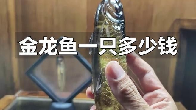 三湖慈鯛小丑魚(三湖魚mbj小丑多少錢)（三湖慈鯛小丑魚）