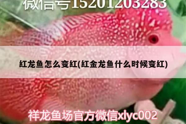 如何判斷魚是否新鮮（如何判斷魚是否新鮮是確保食用安全的重要步驟以下關(guān)鍵指標(biāo)和方法）