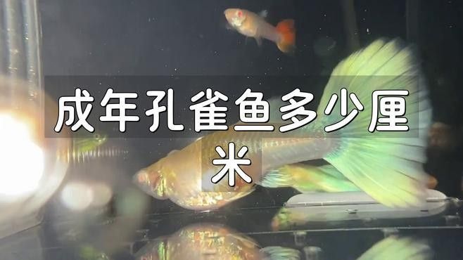 孔雀龍魚能長多大（孔雀魚能長多大）