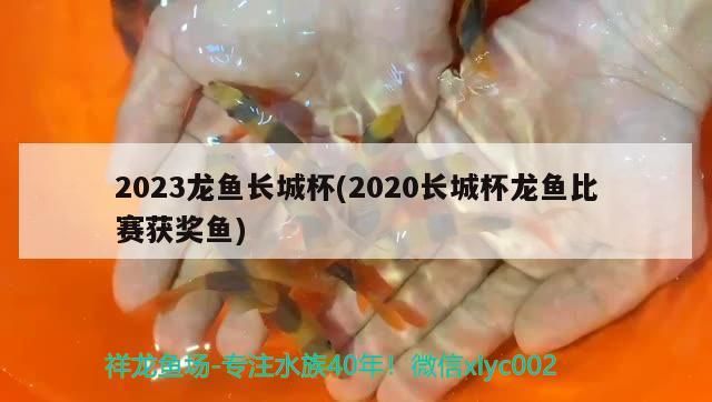 2023龍魚長城杯(2020長城杯龍魚比賽獲獎魚)（2023龍魚長城杯）