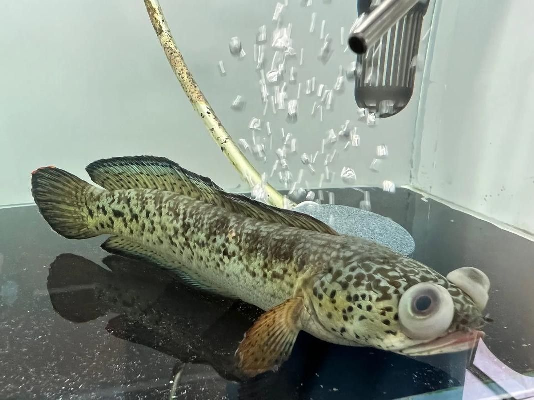 如何在冬季為巴卡雷龍魚保暖（巴卡雷龍魚冬季養魚保溫技巧，溫度水質全解析制造冷知識）