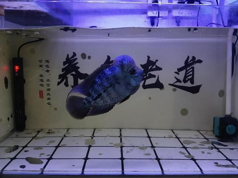 如何在冬季為巴卡雷龍魚保暖（巴卡雷龍魚冬季養魚保溫技巧，溫度水質全解析制造冷知識）