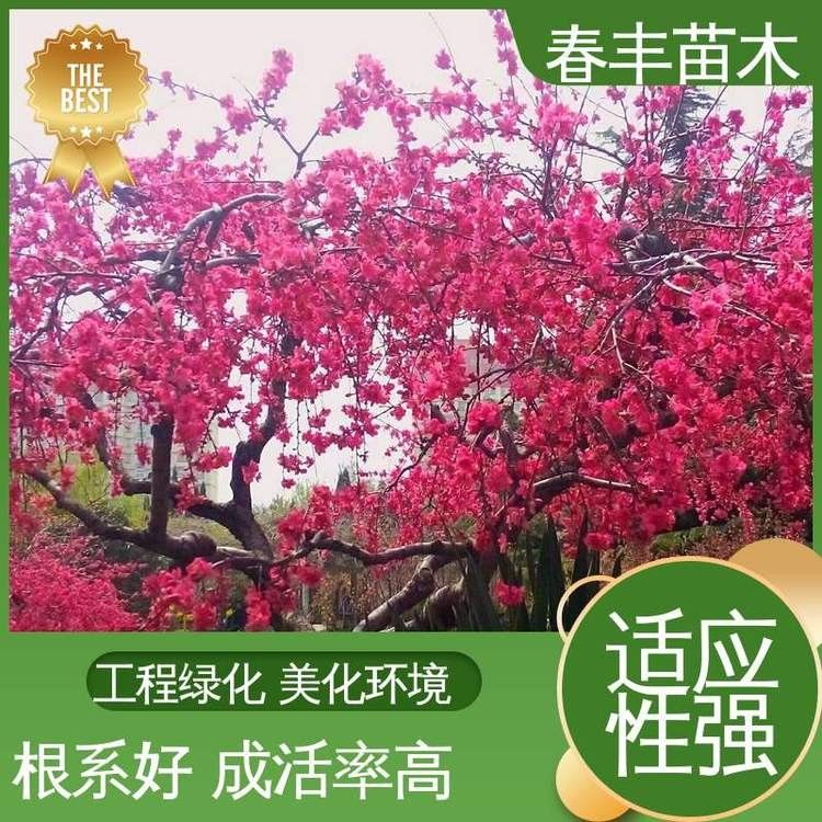 巴卡雷龍魚苗價格是多少（卡雷龍魚苗的價格因地區、季節和供應量的不同而有所變化）