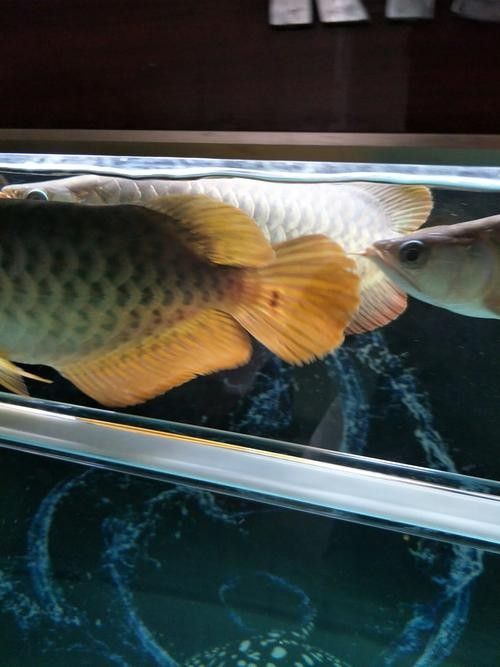 紅龍魚F4的養護難度大嗎？（紅龍魚f4的養護要點）