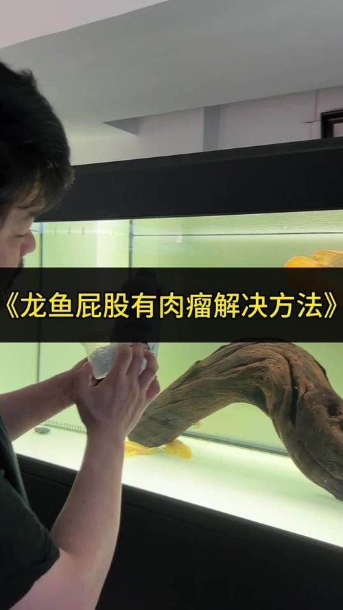 紅龍魚F4的養護難度大嗎？（紅龍魚f4的養護要點）