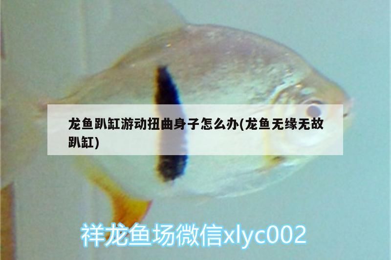 龍魚趴缸游動扭曲身子怎么辦(龍魚無緣無故趴缸)（導致龍魚趴缸游動扭曲身子怎么辦）