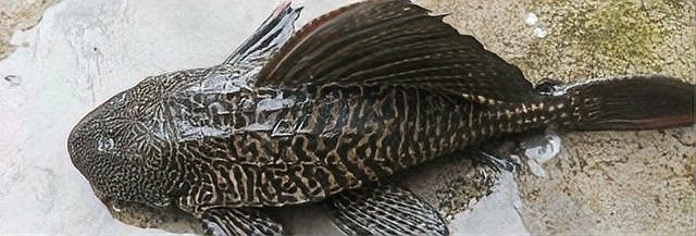 龍魚和清道夫混養需要注意什么？（清道夫和龍魚混養指南:清道夫和錦鯉能一起養嗎） 龍魚和清道夫混養需要注意什么？（清道夫和龍魚混養指南:清道夫和錦鯉能一起養嗎） 龍魚百科 第6張