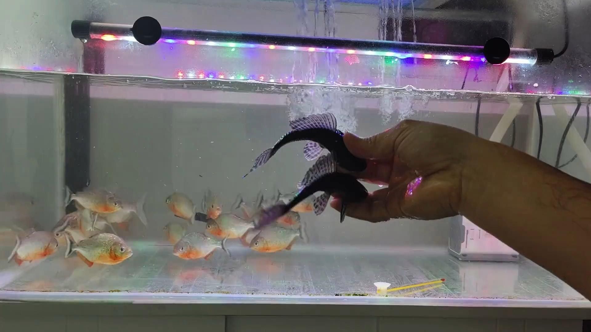 龍魚和清道夫混養需要注意什么？（清道夫和龍魚混養指南:清道夫和錦鯉能一起養嗎） 龍魚和清道夫混養需要注意什么？（清道夫和龍魚混養指南:清道夫和錦鯉能一起養嗎） 龍魚百科 第3張