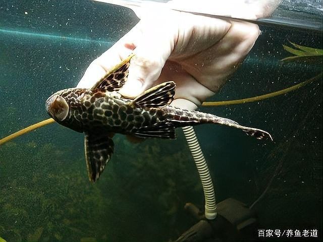 龍魚和清道夫混養需要注意什么？（清道夫和龍魚混養指南:清道夫和錦鯉能一起養嗎） 龍魚和清道夫混養需要注意什么？（清道夫和龍魚混養指南:清道夫和錦鯉能一起養嗎） 龍魚百科 第9張