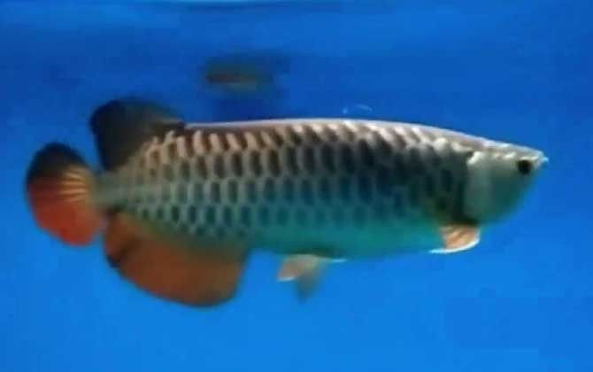 高背金龍魚的最大能長多大（揭秘金龍魚：從寶石到過背的品種特征及選購指南）
