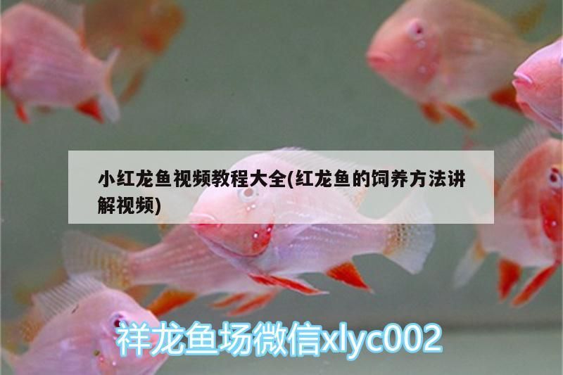 小紅龍魚(yú)視頻教程大全(紅龍魚(yú)的飼養(yǎng)方法講解視頻)（小紅龍魚(yú)怎么養(yǎng)，小紅龍魚(yú)的飼養(yǎng)方法）