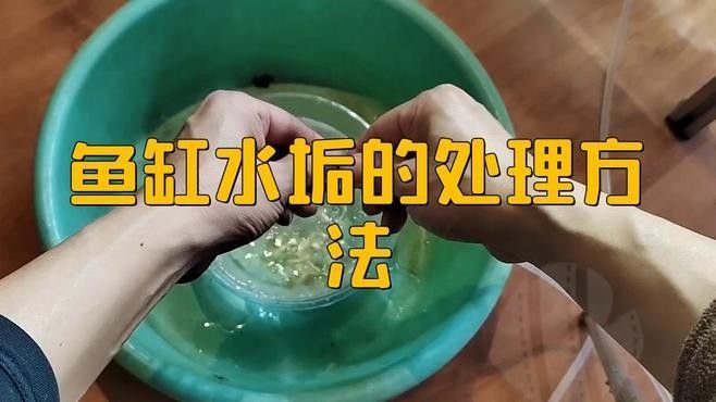 龍魚缸徹底清理的具體步驟（天山可可:魚缸糞便清理全攻略）