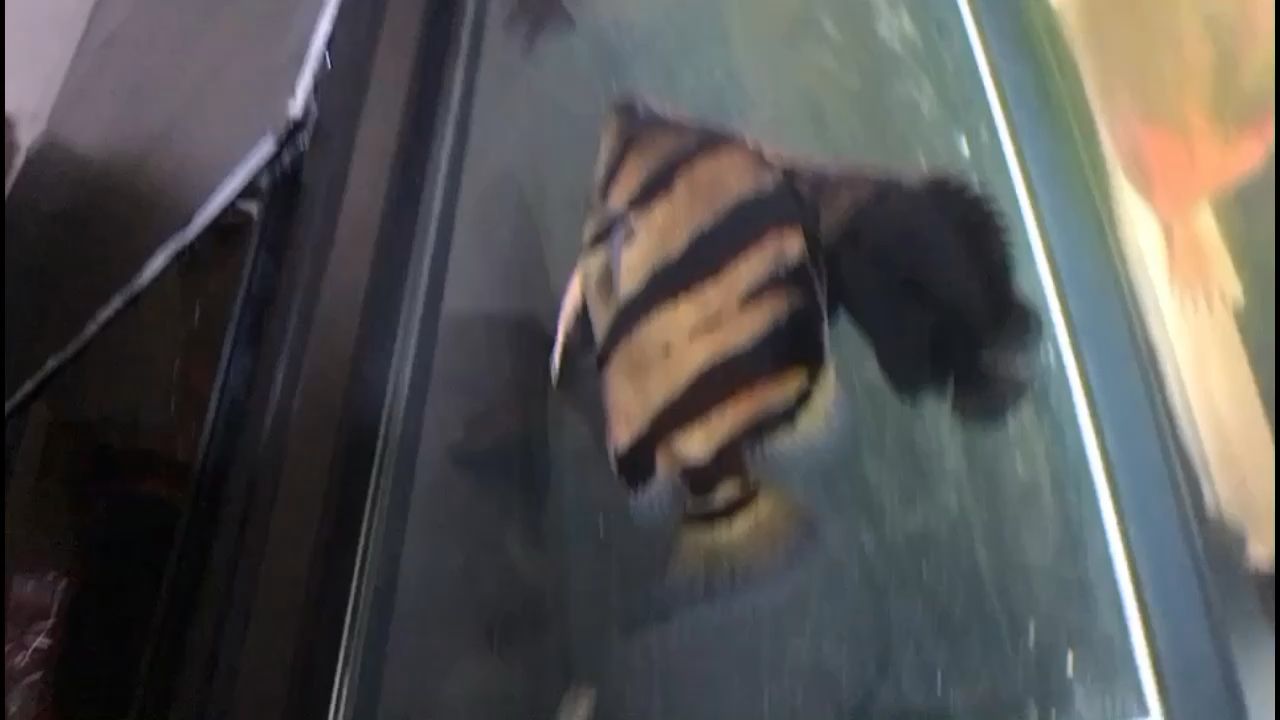 麻煩大家幫忙鑒別一下什么虎？（探秘古代文明中的神秘生物）