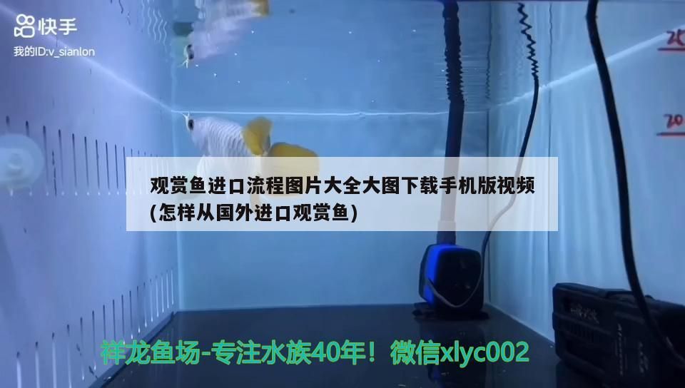 觀賞魚進口流程圖片大全大圖下載手機版視頻(怎樣從國外進口觀賞魚)（觀賞魚養殖技術）