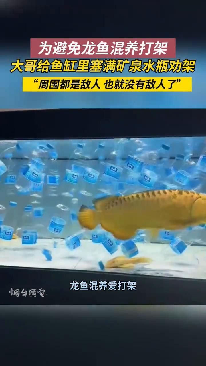 混養時如何避免龍魚攻擊發財魚？（養龍魚和發財魚時避免攻擊的關鍵是要了解兩種魚類的習性）