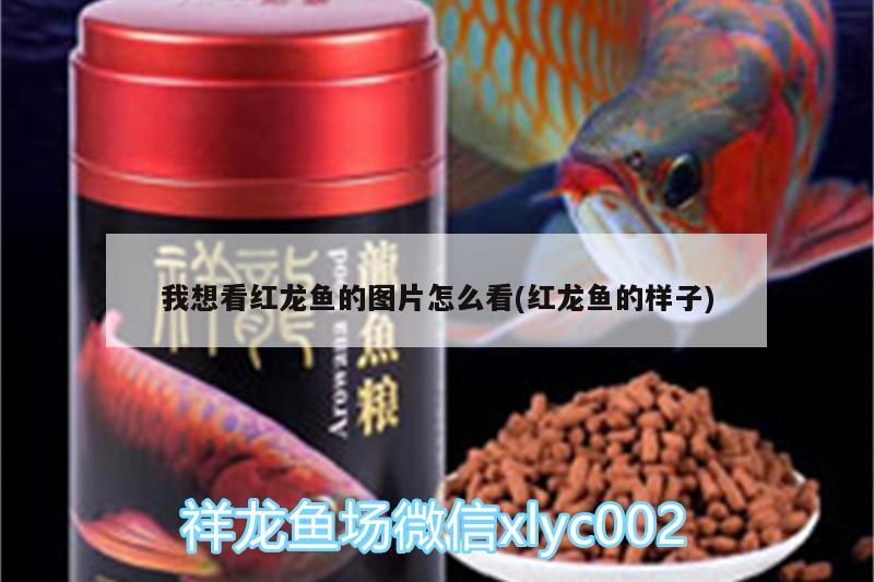 我想看紅龍魚的圖片怎么看(紅龍魚的樣子)（紅龍魚圖片怎么看）