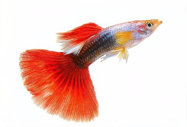 孔雀龍魚多久換一次水？（孔雀龍魚多久換一次水）