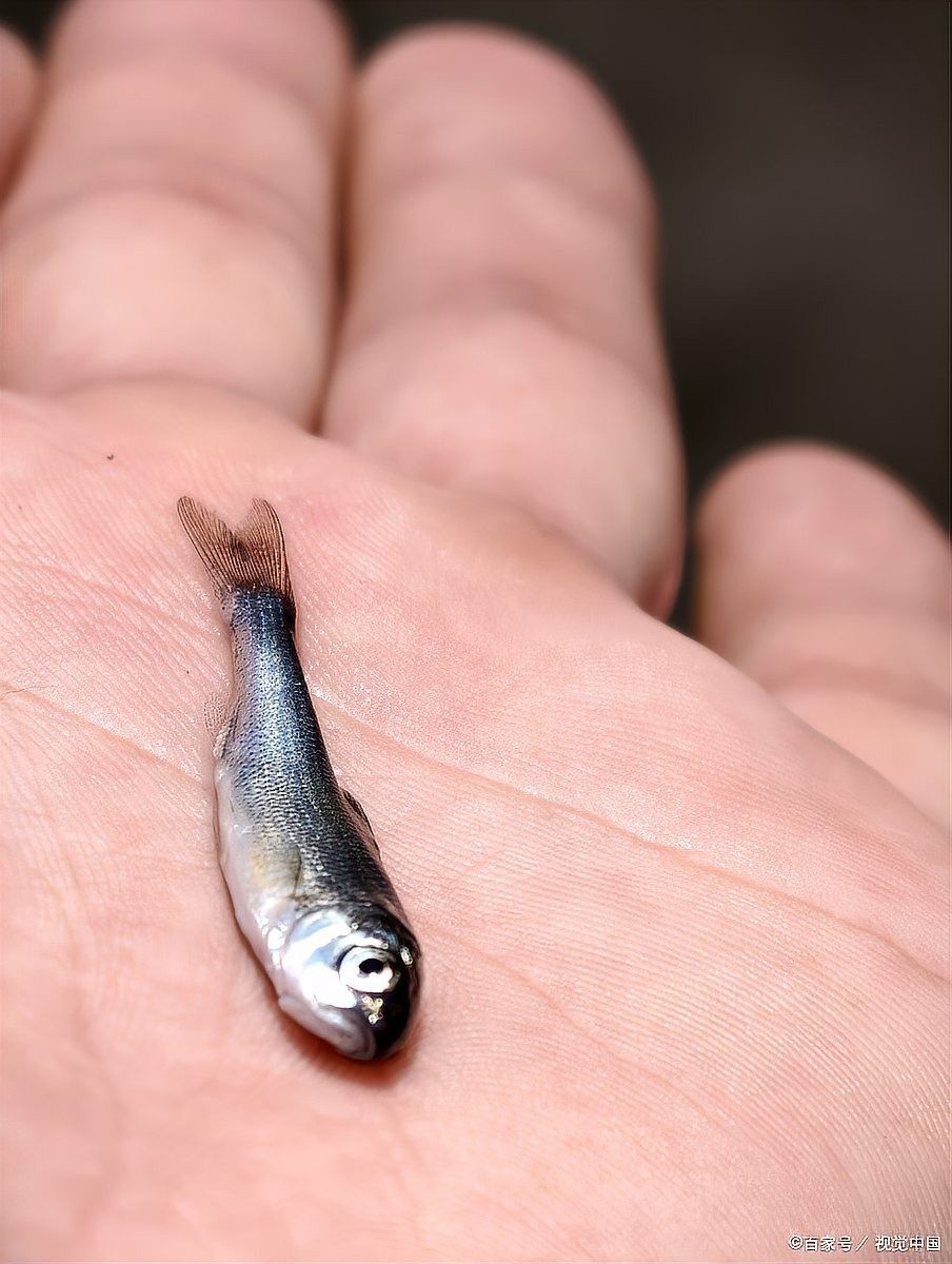 孔雀龍魚多久換一次水？（孔雀龍魚多久換一次水）