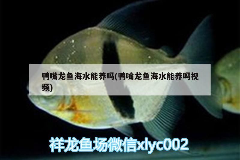 鴨嘴龍魚海水能養(yǎng)嗎(鴨嘴龍魚海水能養(yǎng)嗎視頻)（鴨嘴龍魚海水能養(yǎng)嗎）