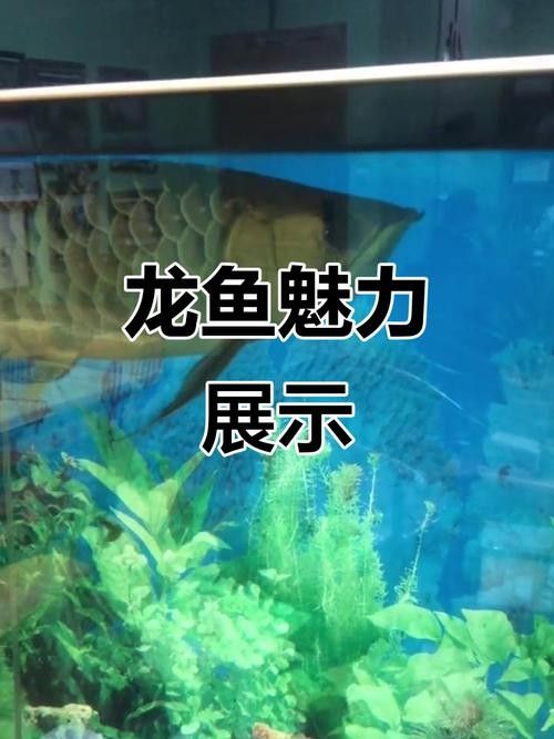 香港水族批發(fā)市場地址查詢電話，香港水族館（香港水族批發(fā)市場）