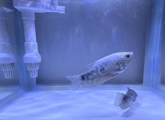 詳細閱讀:奈曼龍魚(曼龍魚養幾條不打架饞啥攻略) 奈曼龍魚(曼龍魚養幾條不打架饞啥攻略)