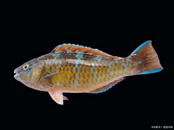 奈曼龍魚(曼龍魚養(yǎng)幾條不打架饞啥攻略) 觀賞魚百科 第6張 奈曼龍魚(曼龍魚養(yǎng)幾條不打架饞啥攻略) 奈曼龍魚(曼龍魚養(yǎng)幾條不打架饞啥攻略) 觀賞魚百科 第6張
