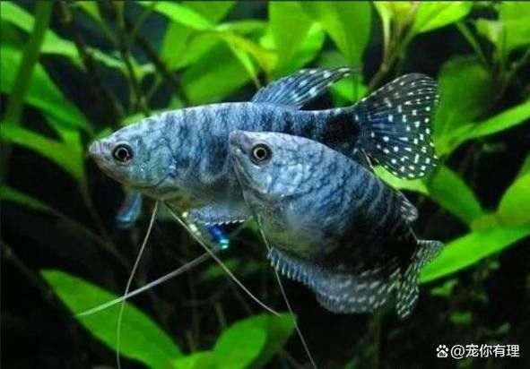 奈曼龍魚(曼龍魚養(yǎng)幾條不打架饞啥攻略) 觀賞魚百科 第5張 奈曼龍魚(曼龍魚養(yǎng)幾條不打架饞啥攻略) 奈曼龍魚(曼龍魚養(yǎng)幾條不打架饞啥攻略) 觀賞魚百科 第5張