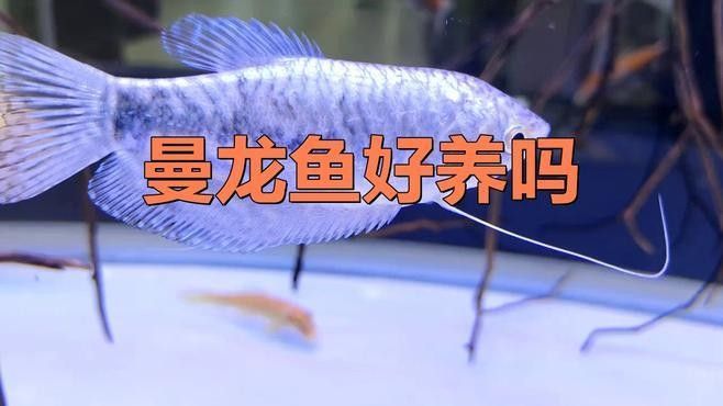 奈曼龍魚（曼龍魚養(yǎng)幾條不打架饞啥攻略） 奈曼龍魚（曼龍魚養(yǎng)幾條不打架饞啥攻略） 觀賞魚百科 第10張