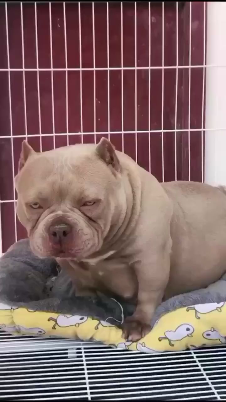 丁香色惡霸犬所謂的母狗公相（大圣惡霸犬滿眼的溫柔）