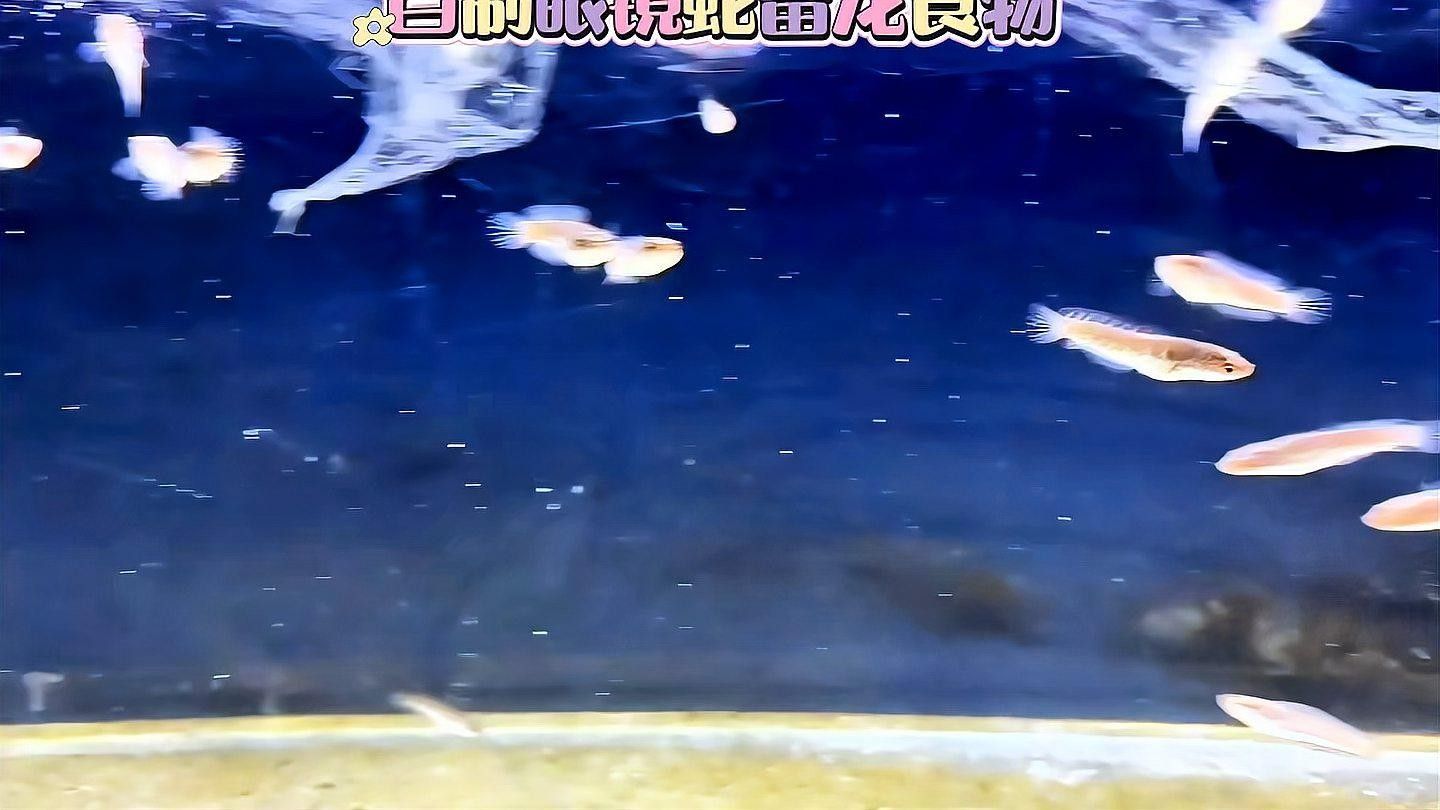 如何自制雷龍魚飼料（自制雷龍魚飼料制作教程，自制雷龍魚糧大升級,超級配方來襲）