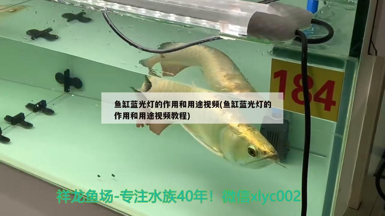 魚缸藍光燈的作用和用途視頻(魚缸藍光燈的作用和用途視頻教程)（魚缸的藍光燈的作用和用途）