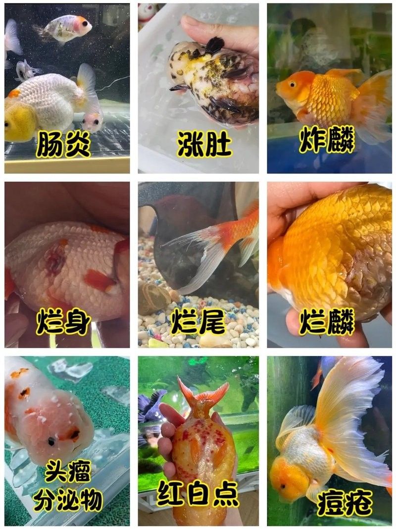 小型魚疾?。B(yǎng)魚小知識-抖音燕子,魚長白點病別慌這里有解決辦法）
