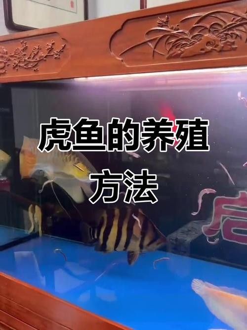 如何保持紅龍魚和虎魚的水質穩定？（紅龍魚和虎魚的水質管理） 如何保持紅龍魚和虎魚的水質穩定？（紅龍魚和虎魚的水質管理） 龍魚百科 第6張
