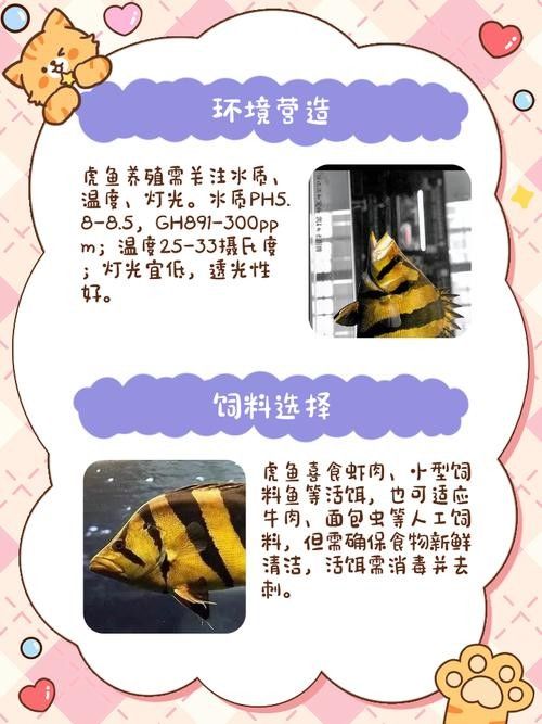 如何保持紅龍魚和虎魚的水質穩定？（紅龍魚和虎魚的水質管理） 如何保持紅龍魚和虎魚的水質穩定？（紅龍魚和虎魚的水質管理） 龍魚百科 第7張