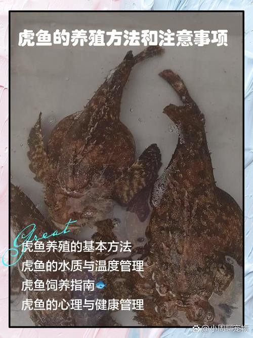 如何保持紅龍魚和虎魚的水質穩定？（紅龍魚和虎魚的水質管理） 如何保持紅龍魚和虎魚的水質穩定？（紅龍魚和虎魚的水質管理） 龍魚百科 第8張