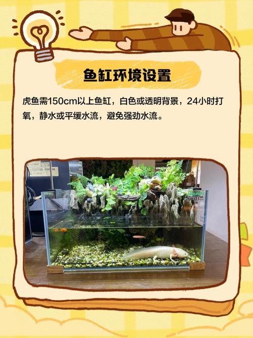 如何保持紅龍魚和虎魚的水質穩定？（紅龍魚和虎魚的水質管理） 如何保持紅龍魚和虎魚的水質穩定？（紅龍魚和虎魚的水質管理） 龍魚百科 第9張