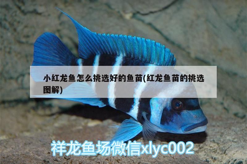 小紅龍魚怎么挑選好的魚苗(紅龍魚苗的挑選圖解)（小紅龍魚怎么挑選好的魚苗）