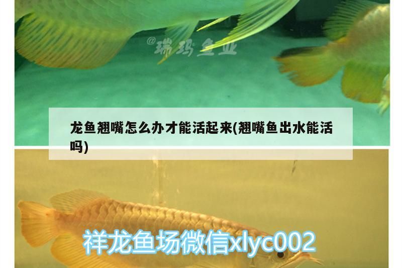 龍魚翹嘴怎么辦才能活起來(翹嘴魚出水能活嗎)（祥龍魚翹嘴怎么辦才能活起來，龍魚翹嘴怎么辦才能活起來）