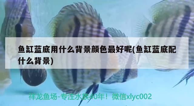 魚缸藍(lán)底用什么背景顏色最好呢(魚缸藍(lán)底配什么背景)（魚缸藍(lán)底用什么背景顏色最好）